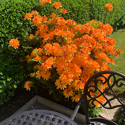 Azalea fire flame Azalea fire flame